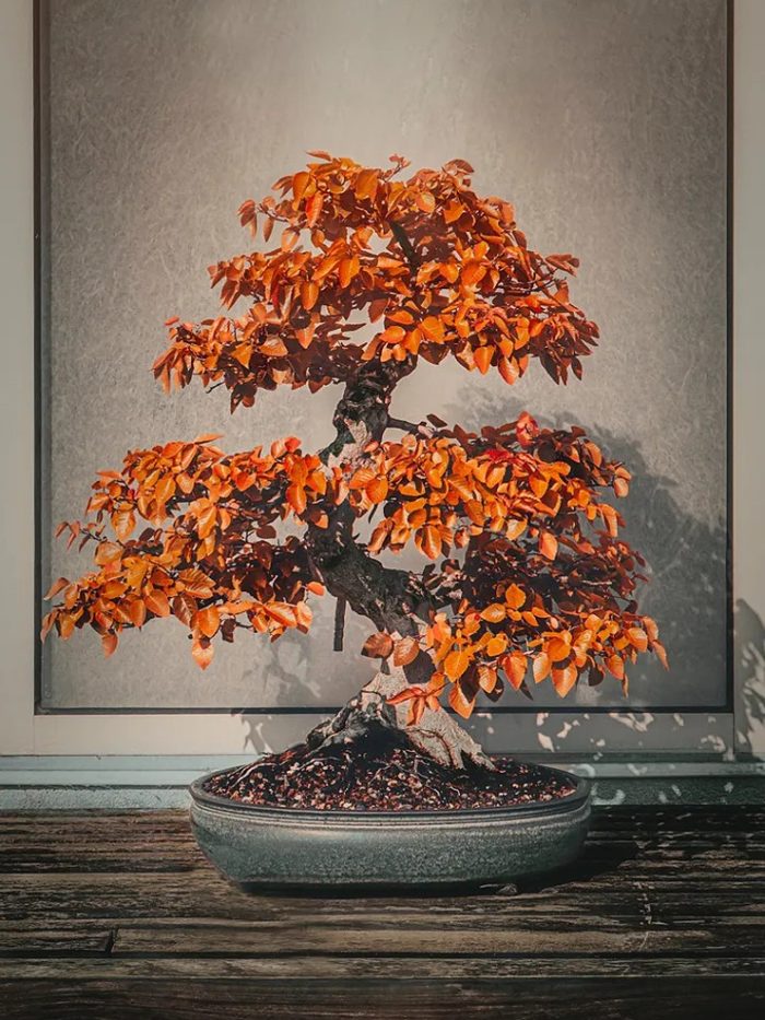 Bonsai